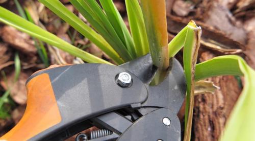 Обрезка на кольцо, что это. Что значит обрезать на кольцо? 02