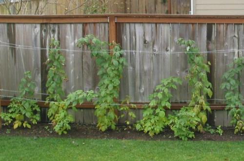 Где сажать малину на участке. Нюансы выращивания ягод – где на участке посадить малину?