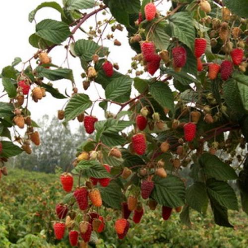 Красивые грядки для малины. Грядка 04