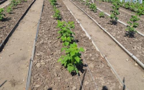 Где сажать малину на участке. Нюансы выращивания ягод – где на участке посадить малину?