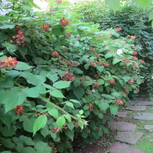 Красивые грядки для малины. Грядка 05