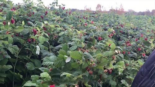 Подготовка почвы для малины. Подготовка почвы для осенней посадки малины