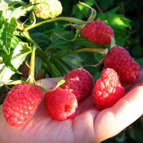 Красивые грядки для малины. Грядка 03