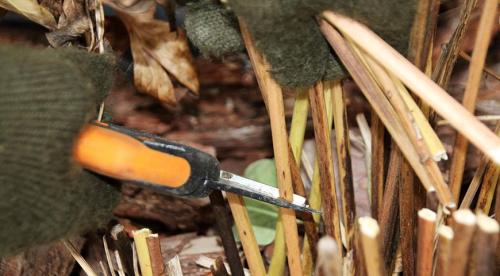 Обрезка на кольцо, что это. Что значит обрезать на кольцо? 01