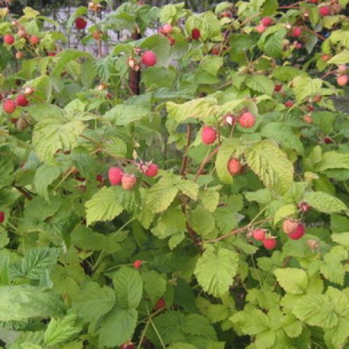 Красивые грядки для малины. Грядка 08