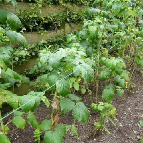 Красивые грядки для малины. Грядка 11