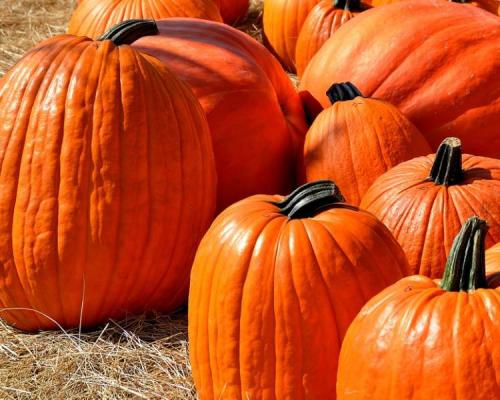 Белая тыква польза. Тыква — польза и вред для организма (какие витамины в тыкве)