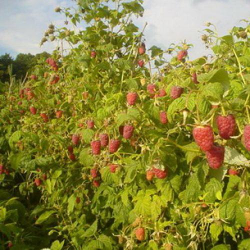 Красивые грядки для малины. Грядка 07