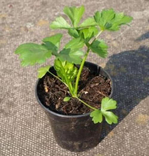 Выращивание корневого сельдерея. Когда сеять (сажать) корневой сельдерей на рассаду