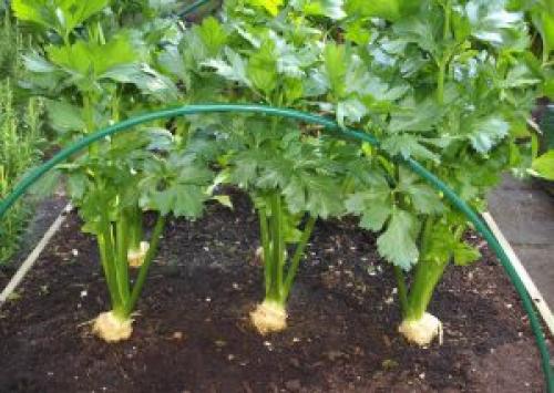 Подкормка корневого сельдерея. Как правильно выращивать сельдерей корневой из семян?