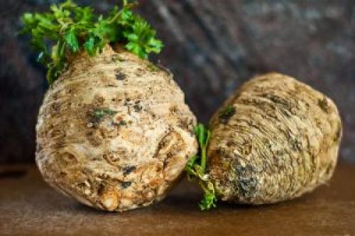 Подкормка корневого сельдерея. Как правильно выращивать сельдерей корневой из семян?