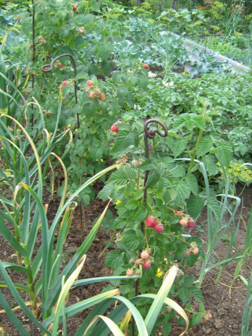 Где сажать малину на участке. Нюансы выращивания ягод – где на участке посадить малину?
