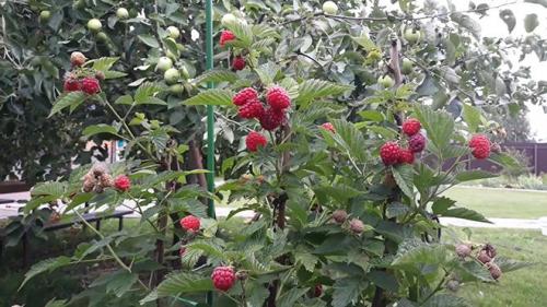 Подготовка почвы для малины. Подготовка почвы для осенней посадки малины