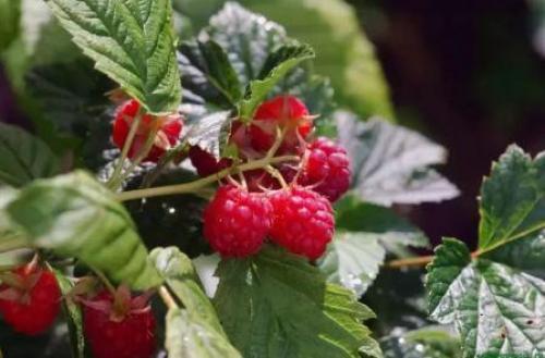 Как узнать сорт малины. Выбор малины для сада