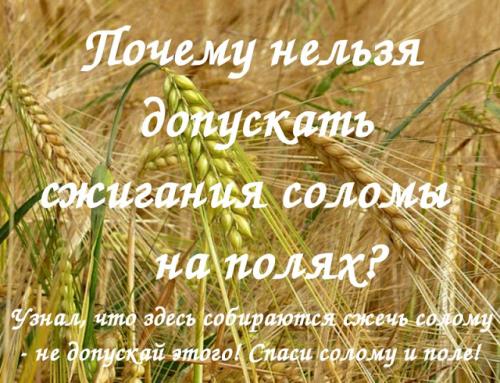 Как использовать солому на даче. Применение и роль соломы в природном земледелии!