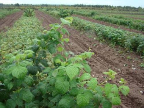 Как узнать сорт малины. Выбор малины для сада