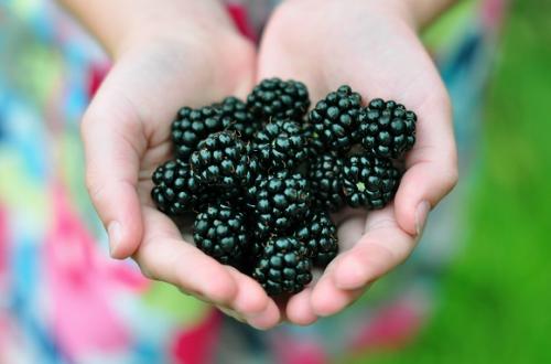 Малина ежевика польза. Ежевика на страже здоровья: польза и вред ягоды