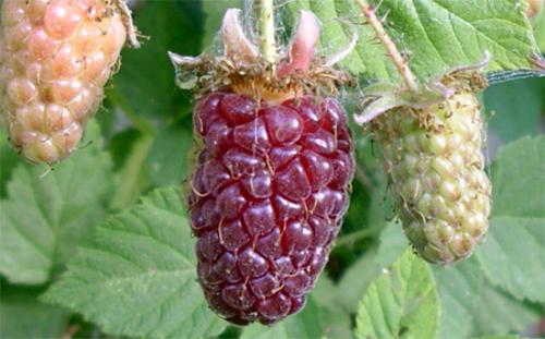 Можно ли сажать рядом с малиной ежевику. Совместимость клубника (садовая земляника) —, как увеличить взаимную пользу 03