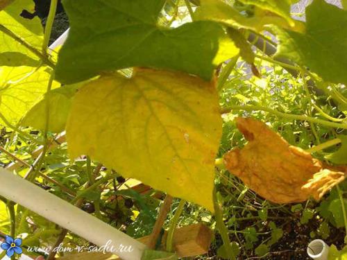 От чего у огурцов желтеют листья по краям. Почему желтеют листья у огурцов? Проблемы ухода