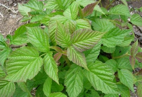 Чем подкармливать малину. Подкормка садовой малины с весны до осени