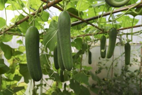 Почему огурцы горькие в теплице. Почему огурцы могут горчить в теплице, частые причины