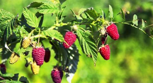 Чем подкормить малину. Как и чем подкармливать малину?