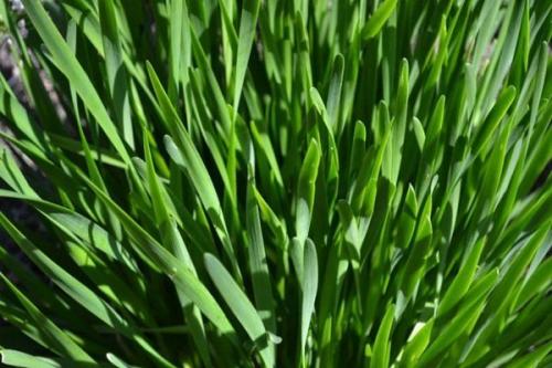 Как растет лук в картинках. Какие сорта многолетнего лука существуют и как правильно его выращивать?