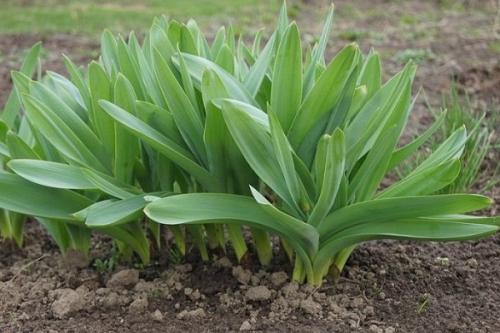 Как растет лук в картинках. Какие сорта многолетнего лука существуют и как правильно его выращивать?