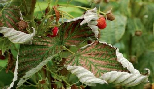 Как удобрять ремонтантную малину. Подкормка, полив, рыхление грунта и мульчирование 06 Как удобрять ремонтантную малину. Подкормка, полив, рыхление грунта и мульчирование 06