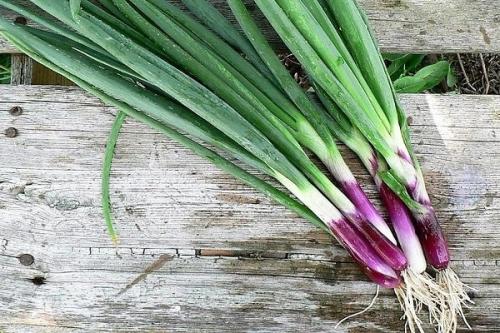 Как растет лук в картинках. Какие сорта многолетнего лука существуют и как правильно его выращивать?