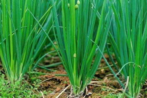 Как растет лук в картинках. Какие сорта многолетнего лука существуют и как правильно его выращивать?