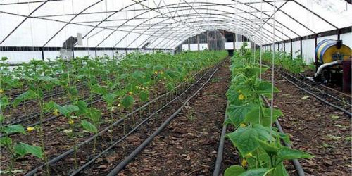 Какие овощи можно сеять под зиму и когда. Что сажают осенью в саду и огороде