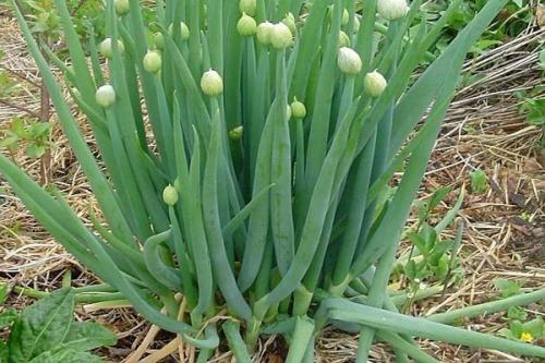 Как растет лук в картинках. Какие сорта многолетнего лука существуют и как правильно его выращивать?