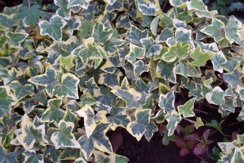 Что такое лианы определение. Лианы 02