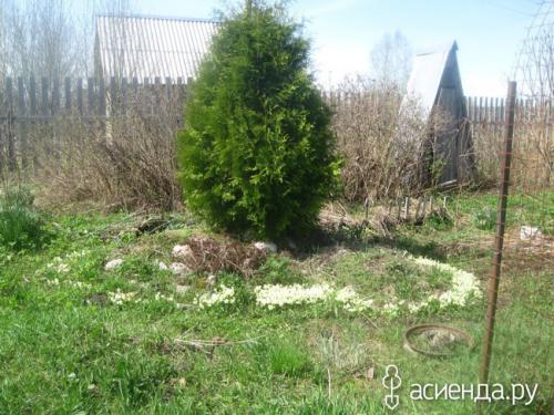 Как избежать шишек на туе. Туя в шишках.