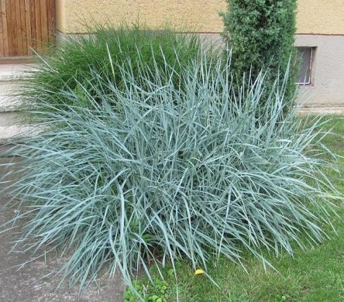 Колосняк песчаный посадка и уход. Колосняк голубой 02