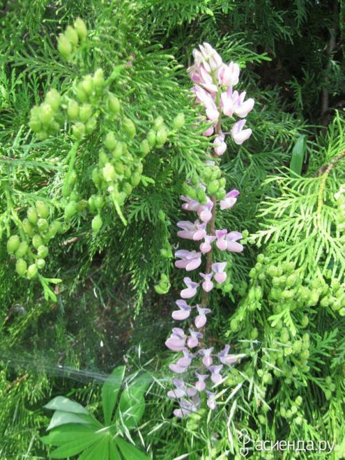 Как избежать шишек на туе. Туя в шишках.