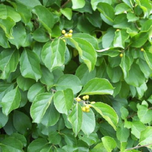 Что такое лианы определение. Лианы 05