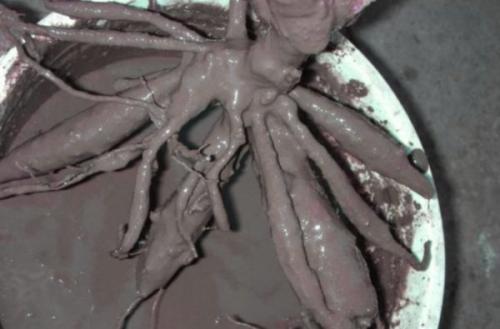 Чем замазать срезы плодовых деревьев. Чем замазать срез на яблоне?