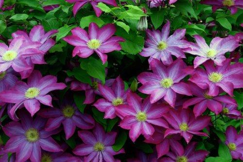 Что такое лианы определение. Лианы 01