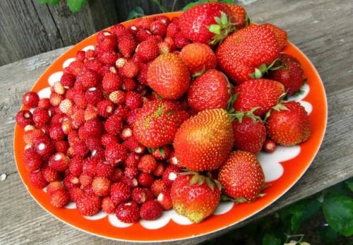 В чем разница между земляникой и клубникой. Ботаническое описание культур