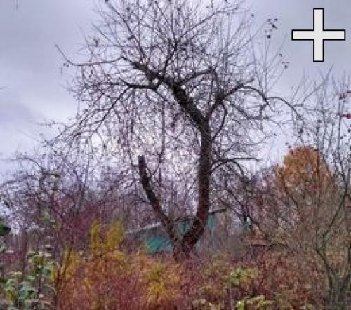 Замазка срезов деревьев. Как наносить замазку на поврежденный участок дерева?