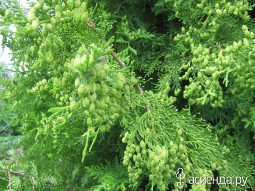 Как избежать шишек на туе. Туя в шишках.