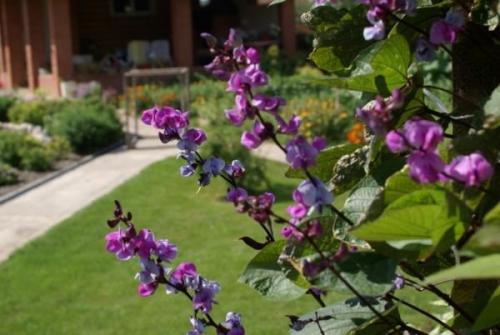 Красивоцветущие лианы. Лучшие красивоцветущие лианы