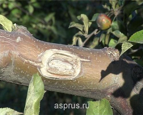 Чем замазать срезы плодовых деревьев. Чем замазать срез на яблоне? 06