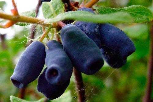 Что такое лианы определение. Лианы 03