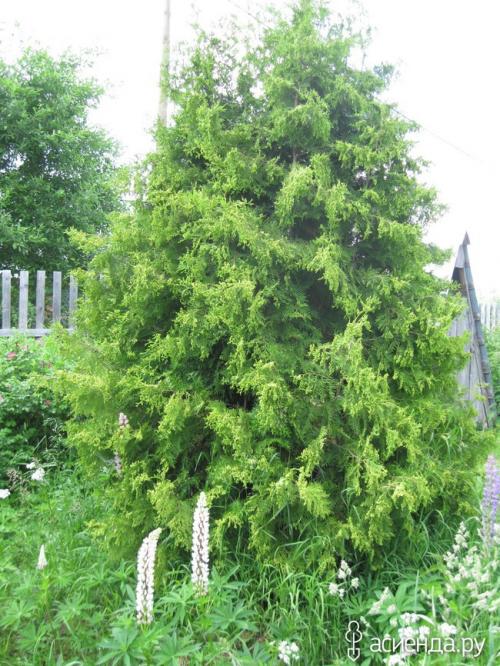 Как избежать шишек на туе. Туя в шишках.