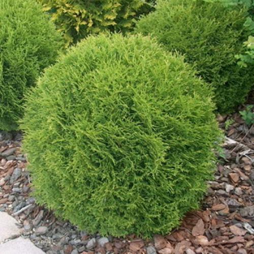 Шишки на туях нужно ли удалять. Почему появляются шишки на туе и нужно ли их удалять 02