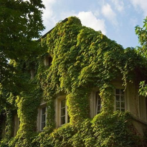 Что такое лианы определение. Лианы 04