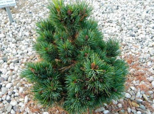 Сосна кедровая европейская посадка. Кедр европейский